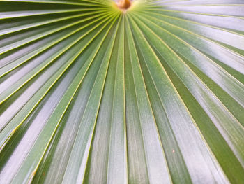 Full frame shot of palm leaves