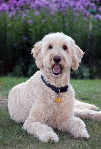 Portrait of goldendoodle sitting on grassy field at park