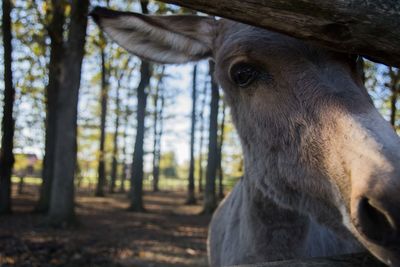 Close-up of horse in forest