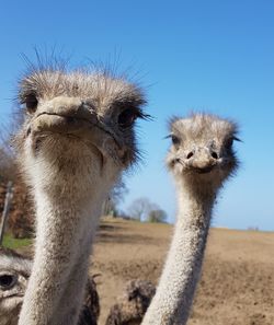 Close-up of ostrich on land against clear sky