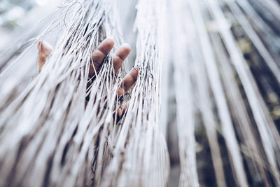 Close-up of human hand touching aerial roots