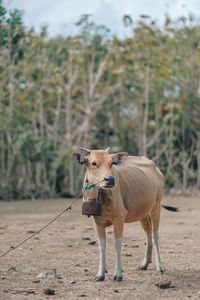 Cattle standing in a field