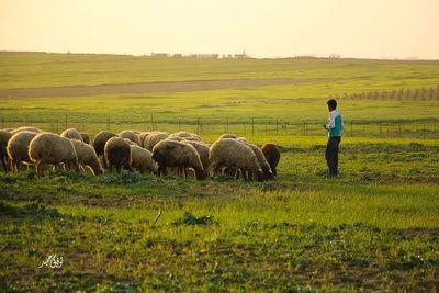 Rural grazing on field