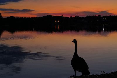 Silhouette bird on lake against sky during sunset