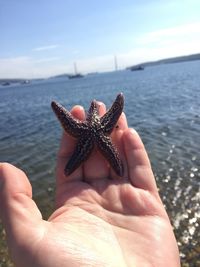 Close-up of hand holding starfish on beach