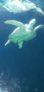 Aerial view of fish underwater