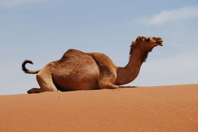 Profile of wild camel