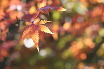 Close-up of maple leaves