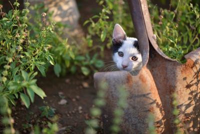 Close-up portrait of cat amidst plants