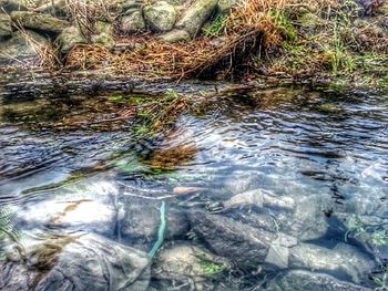 Reflection of trees in water