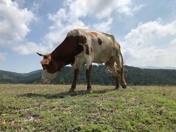 Cows on field against sky