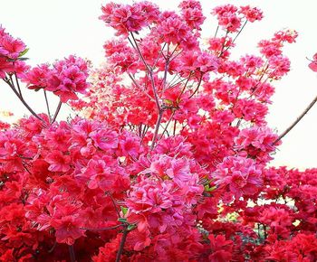 Close-up of pink cherry blossoms in spring