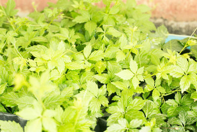 High angle view of leaves in plant