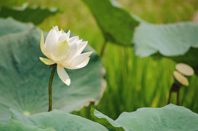 Close-up of white water lily