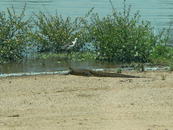 Gray heron perching on tree by lake