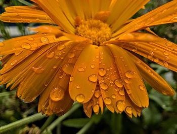 Close-up of orange flower