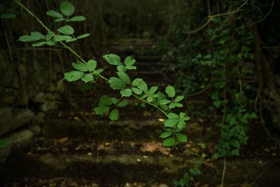 Close-up of plant growing outdoors