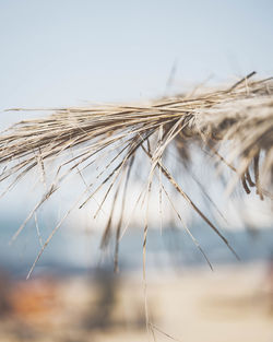 Close-up of stalks against clear sky