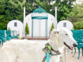 Rear view of golden retriever