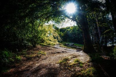 Sun shining through trees in forest