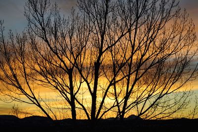 Silhouette of bare trees during sunset