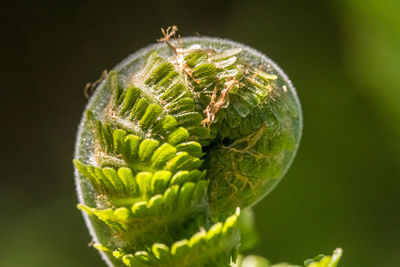 Close-up of fern