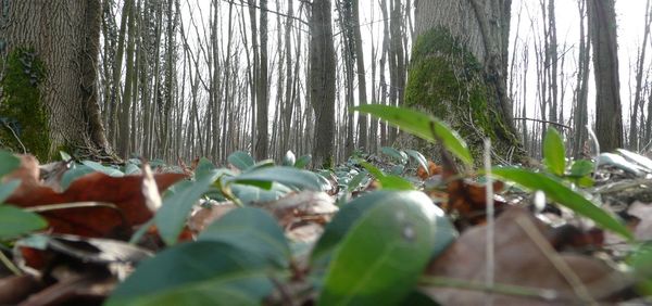 Trees growing in forest