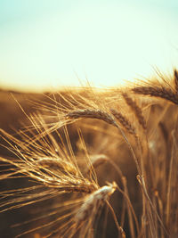 Close-up of wheat growing on field against sky