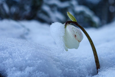 Close-up of snow covered plant