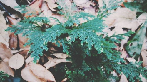 High angle view of christmas leaves