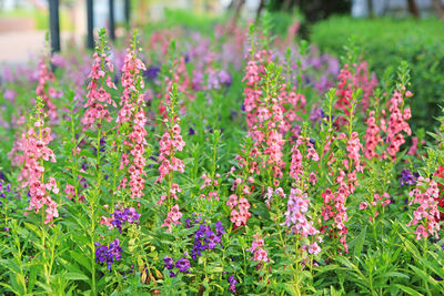 Close-up of pink flowering plants on field