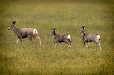 Side view of sheep running in field