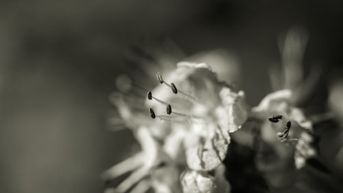 Close-up of insect on flower