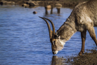 Close-up of horse drinking water