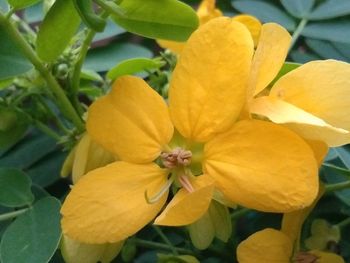 Close-up of yellow flowering plant