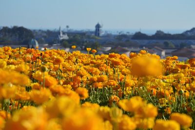 Yellow flowers growing on field