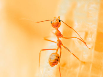 Close-up of insect on leaf