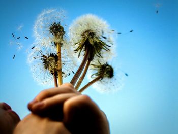 Close-up of dandelion flower against blue sky