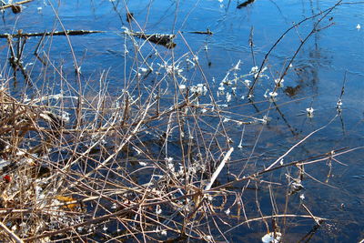 Close-up of frozen bare tree during winter