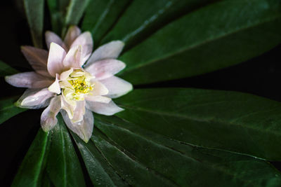Close-up of white flowering plant