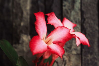 Close-up of red rose flower