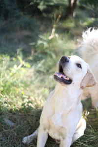 White dog looking away on field