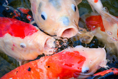 Close-up of koi fish in lake