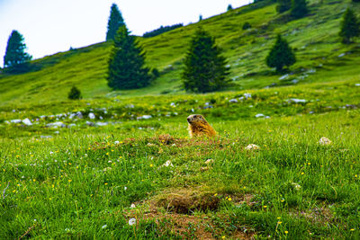 Marmot in a field