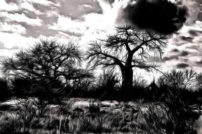 Close-up of trees on field against sky