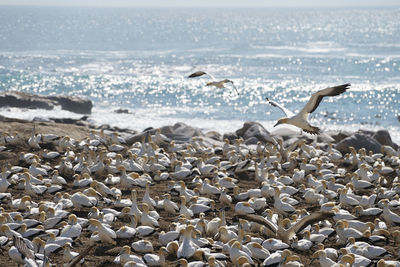 Seagulls flying over sea shore