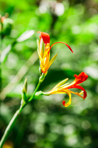 Close-up of red flowering plant