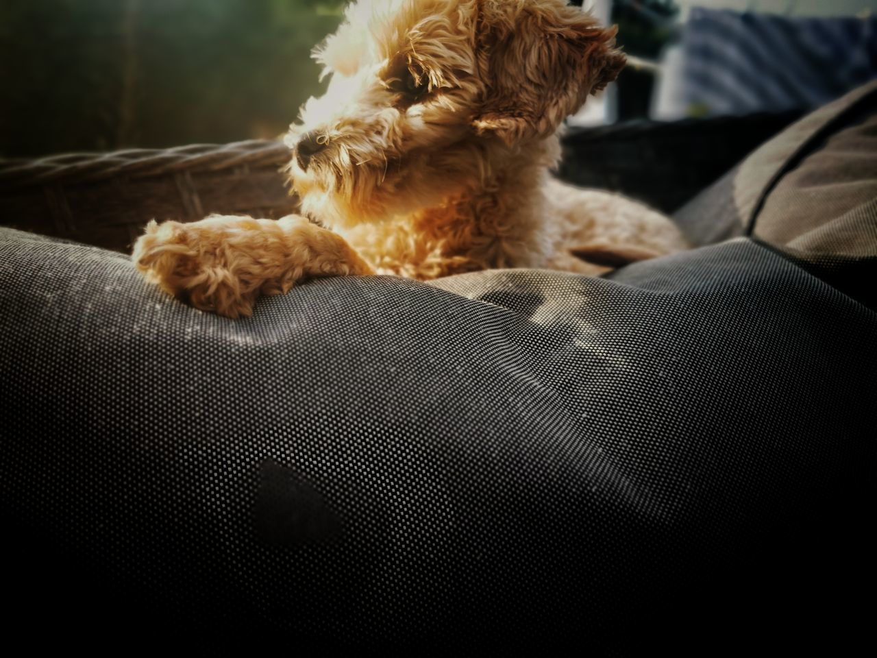 VIEW OF DOG SLEEPING ON SOFA