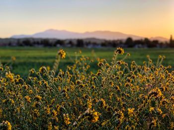 Plants growing on field against sky during sunset