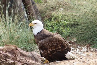 Close-up of eagle perching on a land